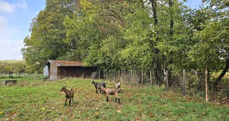 Chèvres