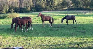cheval arcy
