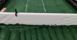 Spiruline