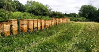 L'abeille des Monts de Blond 