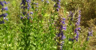 Plantes aromatiques et médicinales locales - Les Herbes d'Airmed