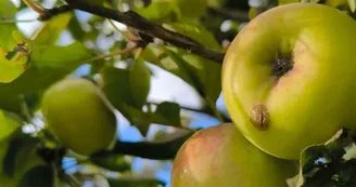 Pommiers du Domaine de la Haute Futaie