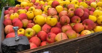 Variétés de pommes anciennes au Domaine de la Haute Futaie