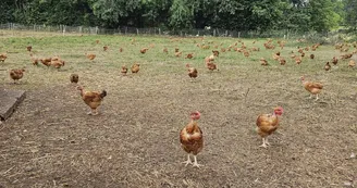Poulets fermiers au GAEC Chabrely Les Volailles d'Angèle à Saint Paul en Haute-Vienne