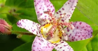 Tricyrtis--Pink-Freckles