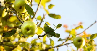 Pommier