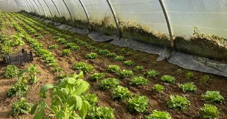 Ferme Le Petit Haricot - Vayres