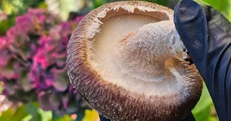 Champignon