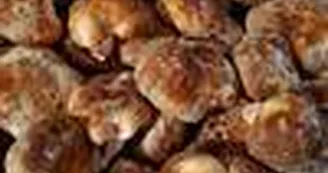 Champignons-de-Gaudeix2