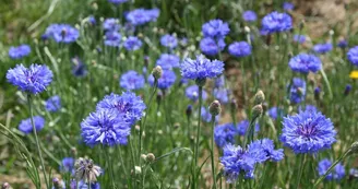 Ferme Alpa - bleuets