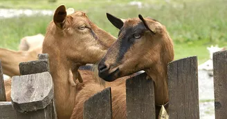 istockphoto_chèvres
