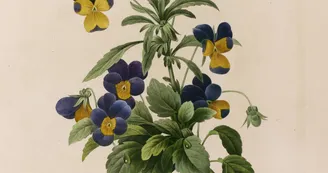 Pierre-Joseph Redouté, Pensée sauvage (Viola Tricolor), 1827