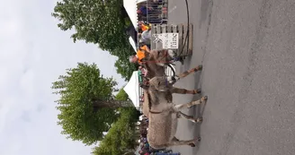 Présentation âsine