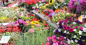 istockphoto-marché aux fleurs