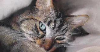 chat chat