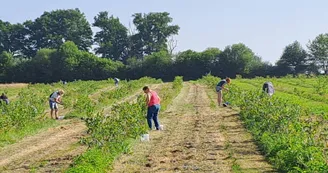 champ de cueillette de myrtille ferme de fardissou