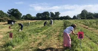 cueillette à la ferme de fardissou