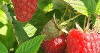 framboise ferme de fardissou2