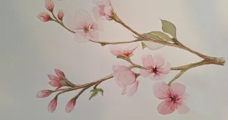Fleurs de pêcher - Aquarelle Fleurs de pêcher - Aquarelle