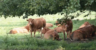 Vaches Limousines