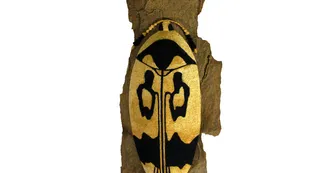orchesia undulata