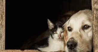 Chien et chat Chien et chat