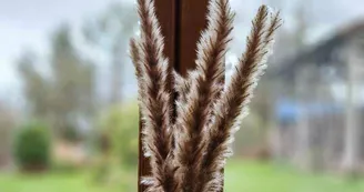 Le Chant des Oiseaux_18