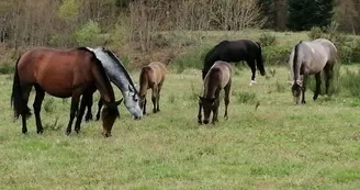 chevaux