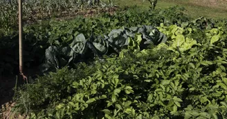 Le potager_12