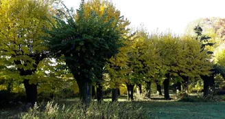 le parc ombragé_41