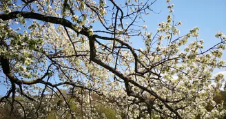le merisier en fleurs_53 le merisier en fleurs_53