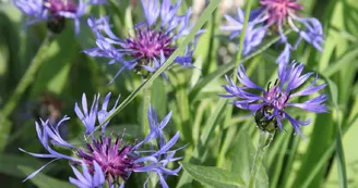 Profitez du jardin et de ses nombreuses fleurs..._40 Profitez du jardin et de ses nombreuses fleurs..._40