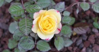 Roses..._42 Roses..._42