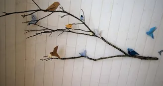 Le Bois de Saint Auvent, les oiseaux d'intérieur..._27