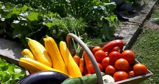 Légumes du potager pour la Table d'Hôtes des Chambres d'Hôtes de Charme du Masbareau, Royères Haute-Vienne Limousin Nouvelle Aquitaine_36 Légumes du potager pour la Table d'Hôtes des Chambres d'Hôtes de Charme du Masbareau, Royères Haute-Vienne Limousin Nouvelle Aquitaine_36