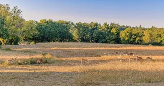 Gite "Les Ribières" à Les Cars en Haute-Vienne (Nouvelle Aquitaine) - Parc à Daims_23 Gite "Les Ribières" à Les Cars en Haute-Vienne (Nouvelle Aquitaine) - Parc à Daims_23
