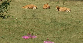 Les vaches limousines _14