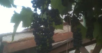 La vigne de 100 ans du grand père_13