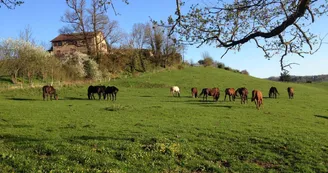 Gite "Leygat" à Solignac en Haute-Vienne (Limousin)_30