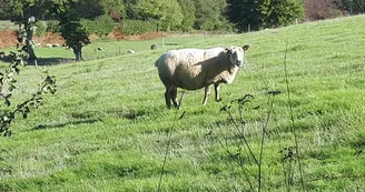 mouton
