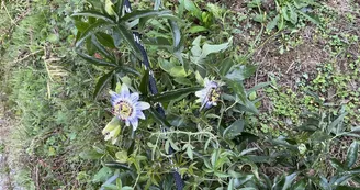 Passiflore dans l'allée du gîte