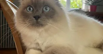Socrate le chat de la maison_38