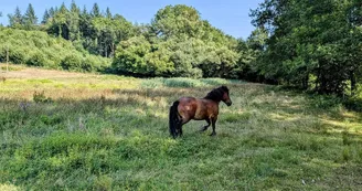 Gite de la Petite Lisonne - commune de Marval en Haute-vienne - Limousin - Tanga le cheval_5 Gite de la Petite Lisonne - commune de Marval en Haute-vienne - Limousin - Tanga le cheval_5