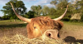 Harriet, vache Highland du Clos de l’Isop
