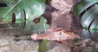 Aquarium Refuge de Limoges_3