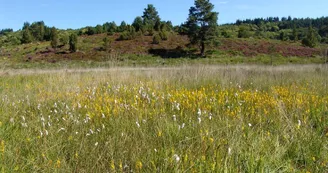 Tourbière des Dauges