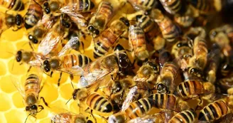 Abeilles