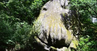 Tête de singe 
