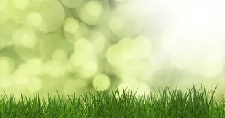 herbe_1