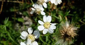 Achillea_3
